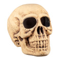 Schedel Masterbrain