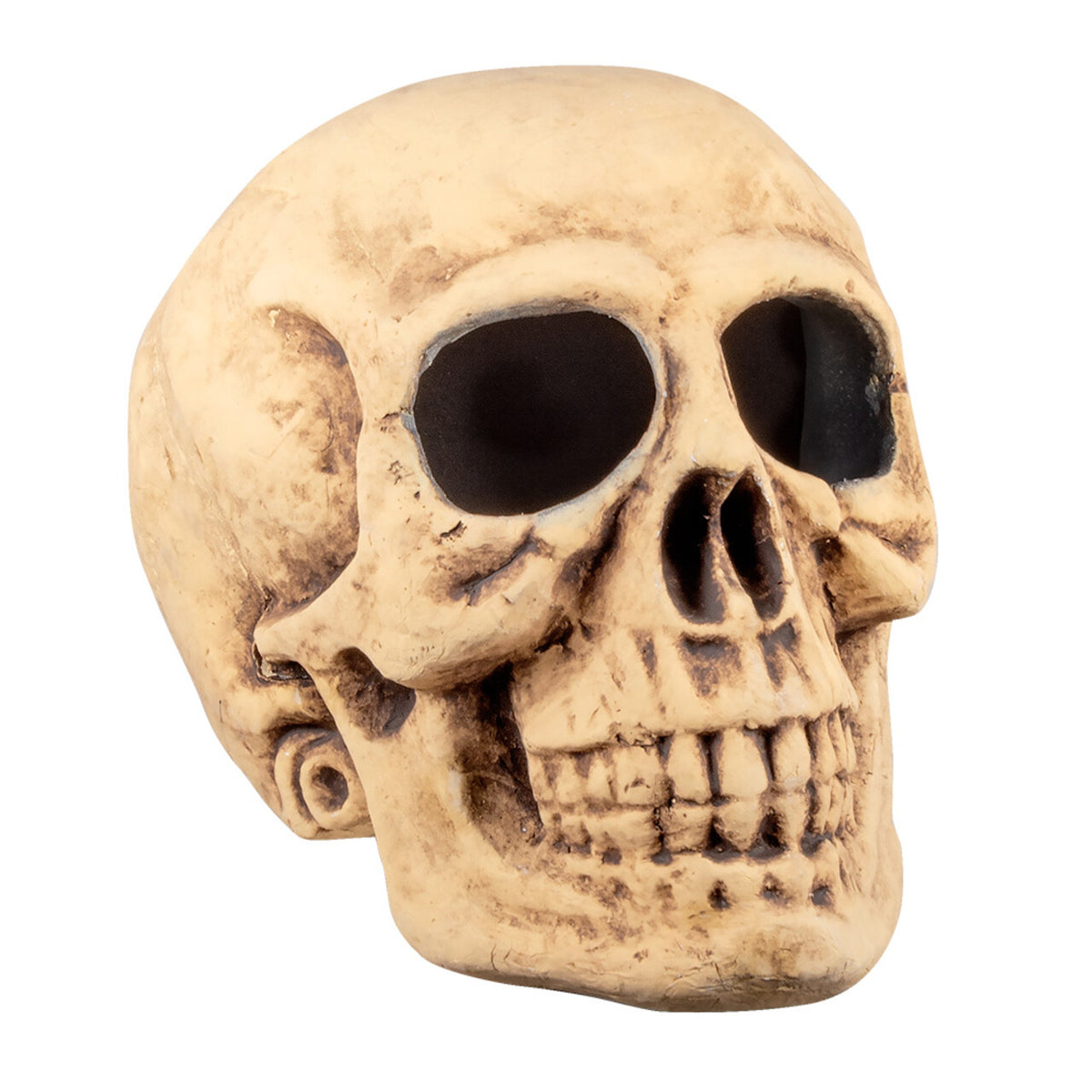 Op deze afbeelding zie je een Decoratie, van het merk Boland. Schedel Masterbrain