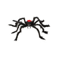 Zwarte Weduwe Spin, 75 Centimeter