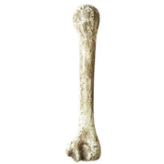 Op deze afbeelding zie je een Accessoires, van het merk Widmann. Bot Stenen Tijdperk