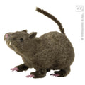 Harige Rat, 21 Centimeter