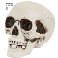 Halloween Schedel Met Beweegbare Kaak